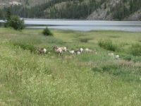 Bighorn Sheep